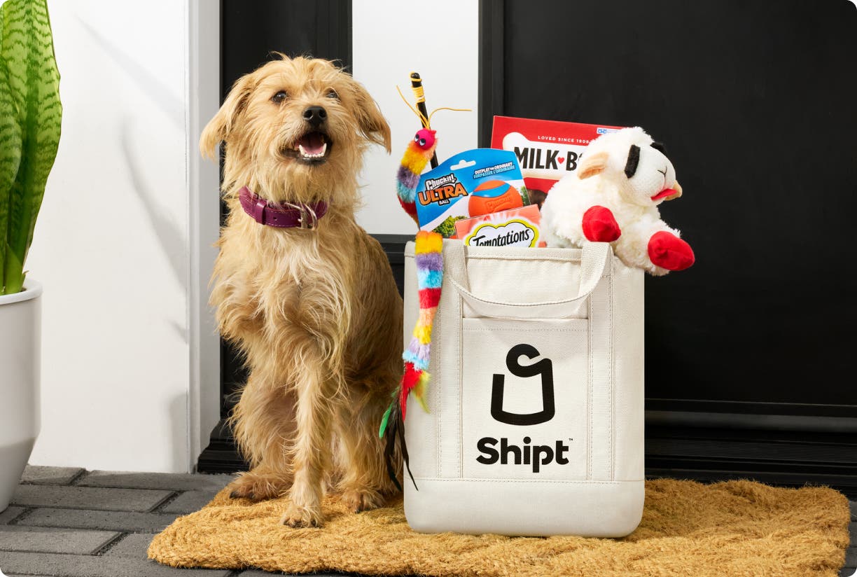 Pug wearing a Shipt shirt next to a Shipt grocery bag full of dog treats
